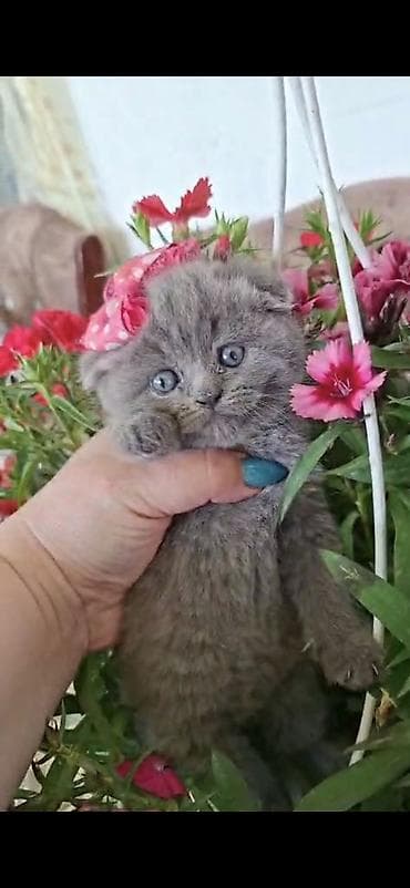 beyleqan sortu qoyun: Şinşilla, Erkək, Dişi — 2