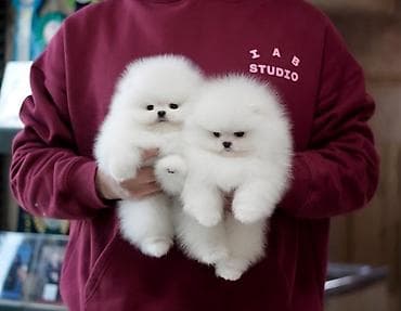 pomeranian spitz qiymeti: Şpitz, 2 ay, Sənədli — 1