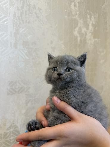 sfinks pişik: Şotland — 1