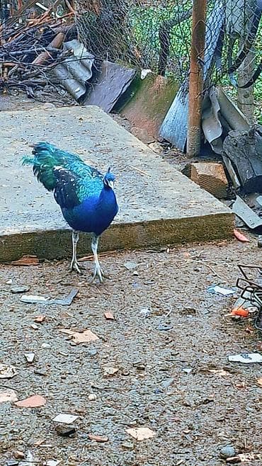 qara quyruq: Məhsul: Mavi tovuz quşu (QARA QANAD SORTUDU) Təsvir: - Nadir — 1