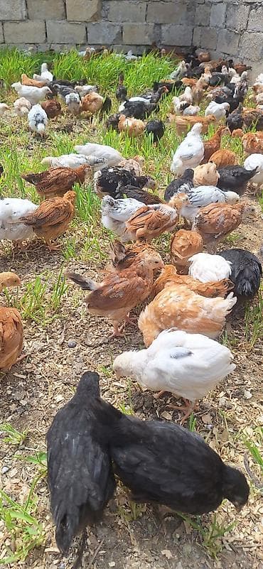 qaz cuceleri: Toyuq cücələri, Ətlik — 8