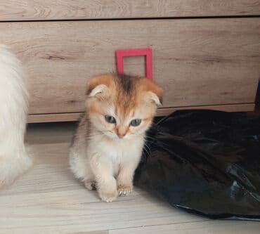 1 azn pişik: Şotland, Erkək, Dişi, Yaxşı əllərə, Ünvandan götürmə — 5