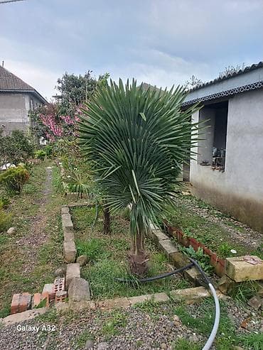 banan agaci: Məhsul: Bağ üçün dekorativ bitkilər və ağaclar Təsvir: - Everqreen — 1