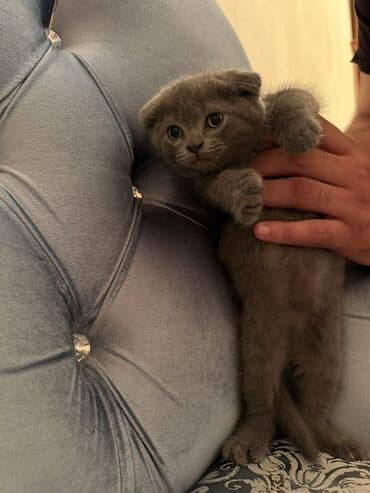 вислоухий кот цена: Şotland yastı qulaq, Dişi — 4