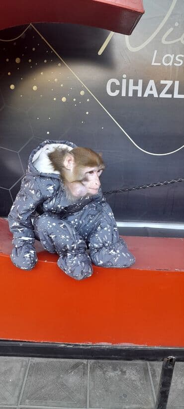 животные в добрые руки: Tayson adlı meymun satılır. Ağıllışirindi. Kim isdəsə yazsın — 2