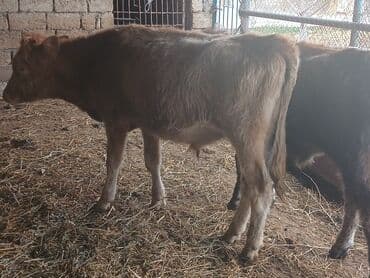 simmental inək cinsi: Məhsul: Dana (gənc iribuynuzlu heyvanlar) Təsvir: - Şəkillərdə bir — 9