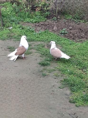 Salam erkey heşterxan quşu maya bakı cinsi 1 cüt keven bala ve 1 cütde