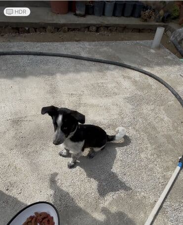 купить хаски щенка: 3 ay — 2