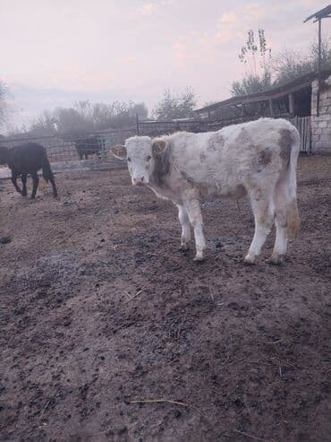 5 dənə erkəy danadi saglam saxlamalı danalardi 0516652777