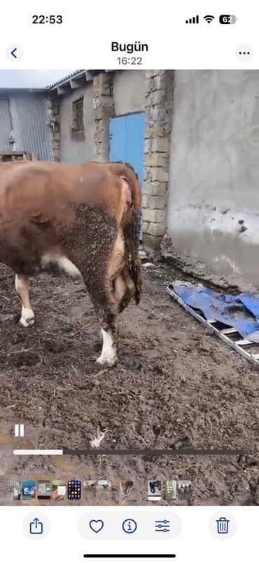 dişi dana: Satılır: balası ilə inək - Cins tip: Simmental tipli, qırmızı-ağ — 5