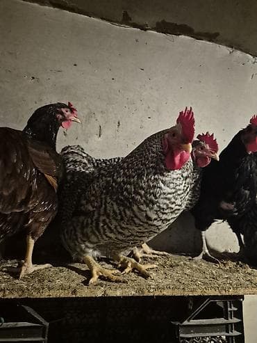 toyuqları: Toyuq, Yumurtalıq, Pulsuz çatdırılma — 1