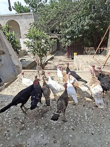 Ağ qara kanad