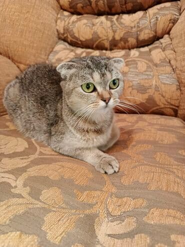 alişan'ın pişiyinin adı: Şotland yastı qulaq, Dişi — 2