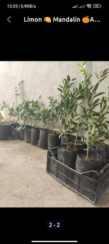 Çöl bitkiləri: Məhsul: Sitrus ağacı şitilləri - Növ: qabda yetişdirilən sitrus — 6