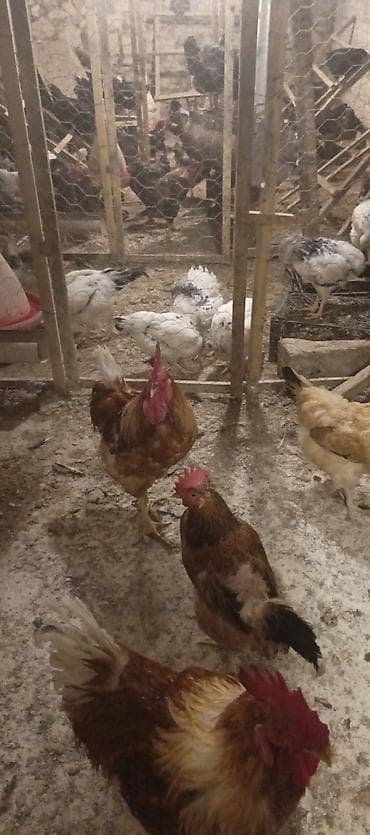 afcarka alman: Orjinal ətlik və ildə 300+ yumurta verən lohmanbrovn alman toyuq cinsi — 4