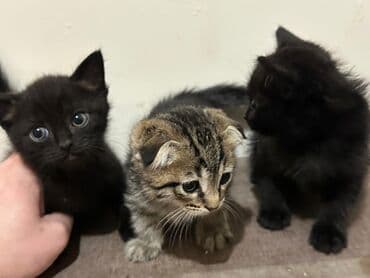 Gəmiricilər: Yaxşı əllərə — 1