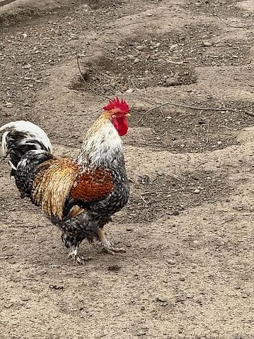 Tam saglam iri kend xoruzlari satılır hem kesmeye hem damazliq ucu