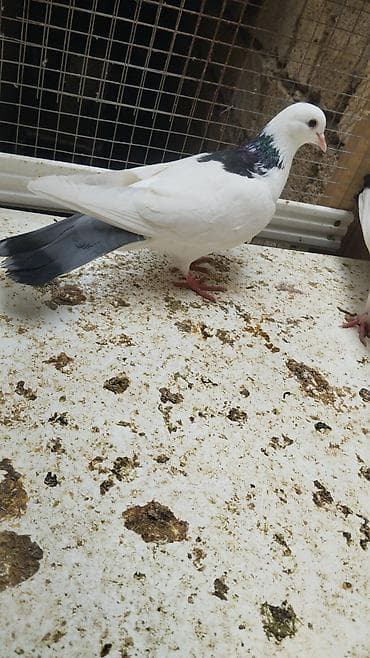 Məhsul: Ev göyərçinləri – müxtəlif rəng və naxışlarda dekorativ/uçuş