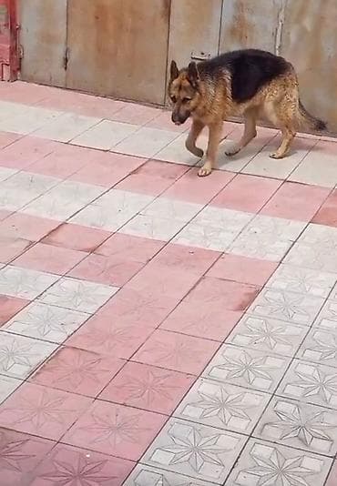 alman avcarkası: Alman çoban iti — 2