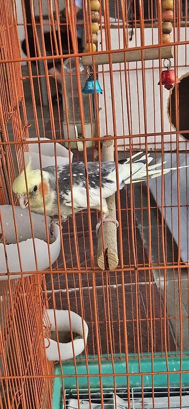 Nymph papuqay (cockatiel) – boz-ağ bədən, krem-sarı baş və xasiyyətvi — 7