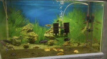 balıq haqqında melumat: Cixlid balığı, Yırtıcı, Ünvandan götürmə, Ödənişli çatdırılma — 1