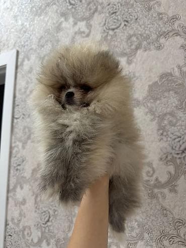 golden sinsila: Britan — 3