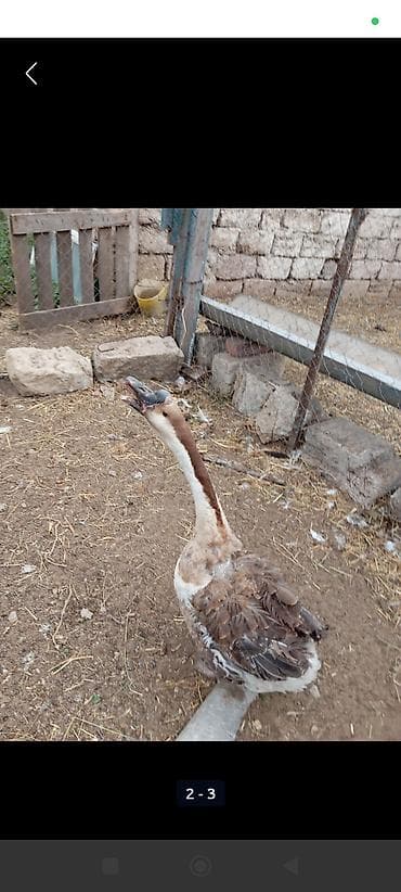 xolmoqor qaz: 2 ikisi ərkey qazdi 1 i dişi qazdi dişi qaz yumurtlayir hal hazirda — 5