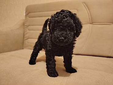 cins qazlar: Pudel, 2 ay, Erkek, Ünvandan götürmə — 1