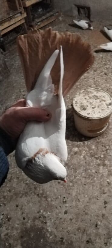 Sari boyun desde quyruğdu tutulma quşdu erkey mayalığın bilmurem maya