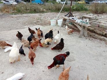 anqut quşu: Fəreler14 azn, 2 əded ana ündüşqa 1ədədi 40azn, Astilop xoruz 40m — 8