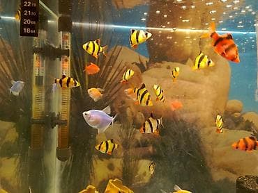 Gəmiricilər: Sülhsevər — 2