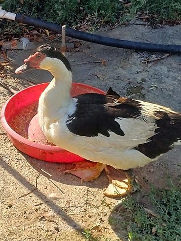 balaca tuklu itler: Muscovy ördəyi (indoutka) – qara-ağ rəngli - Cins: Muscovy (hind — 3