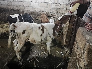 Heyvanlar: Salam. 10 gündən sonra Südən Kəsilir.3Ay 4 günlükdu Təmiz Simental — 3