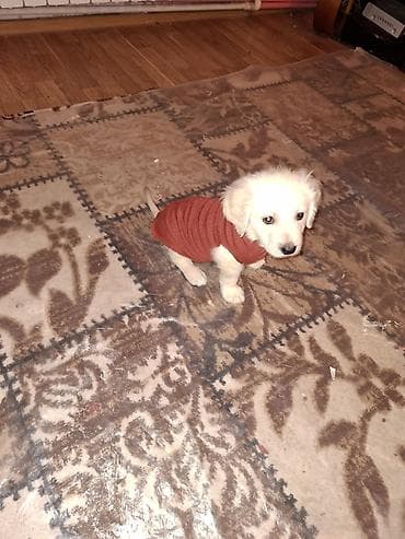 afcarka balalari satilir: Retriever, 3 ay, Erkek, Peyvəndli, Ödənişli çatdırılma — 9