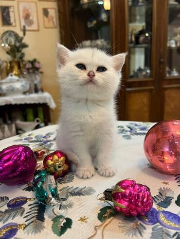 Quşlar: Fars, Erkək, Dişi — 1