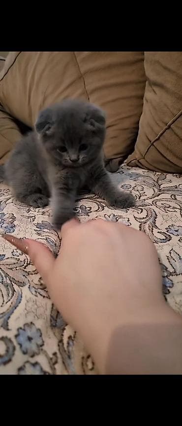 siam pişiyi: Şotland yastı qulaq — 4