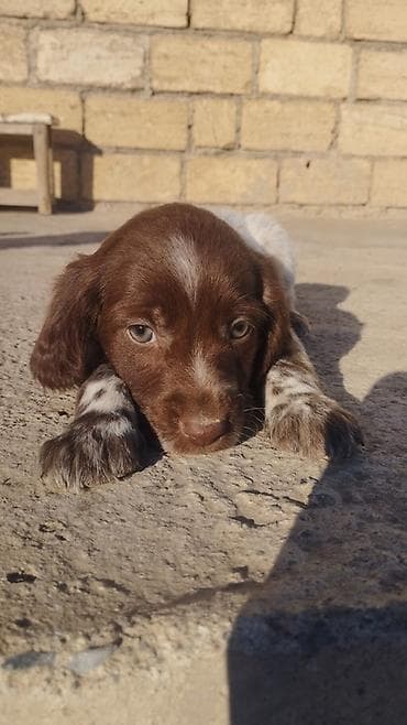 hamster evi: Kurtxar, Dişi, Peyvəndli, Ödənişli çatdırılma, Rayonlara çatdırılma — 4