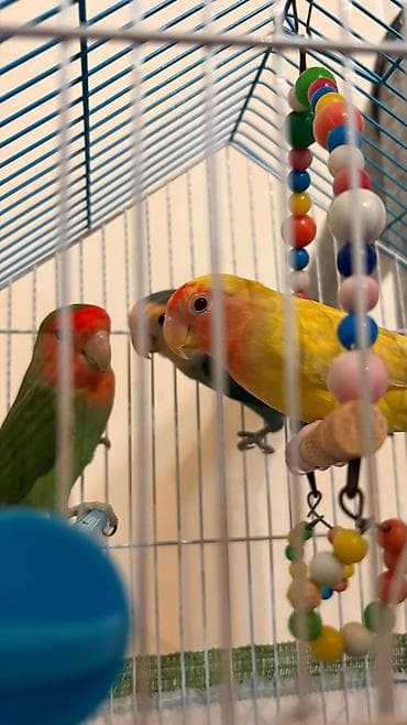 qırğı quşu: Nerazlucnik tutuquşu sevgi quşu erkey disi 2 eded erkey disi Temiz — 7