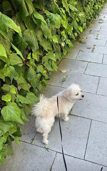 Няни, сиделки: - Xidmət: İt,pişik gəzdirmə və gündəlik açıq hava məşqləri - Hədəf — 1