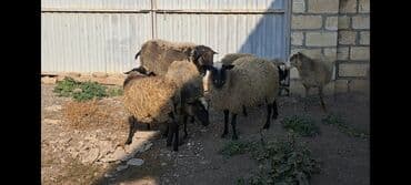 Inəklər, öküzlər: Salam Satır Ramanov qoyunları Boğaz. damazlığ 4 tişi 3 erkəydi — 9