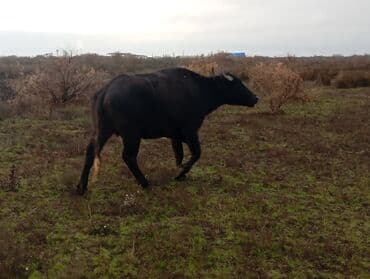 ucuz keci: Məhsul: Su camışı sürüsü boğaz çatmışlar. 9 heyvan 6 ana camis . 3 — 2