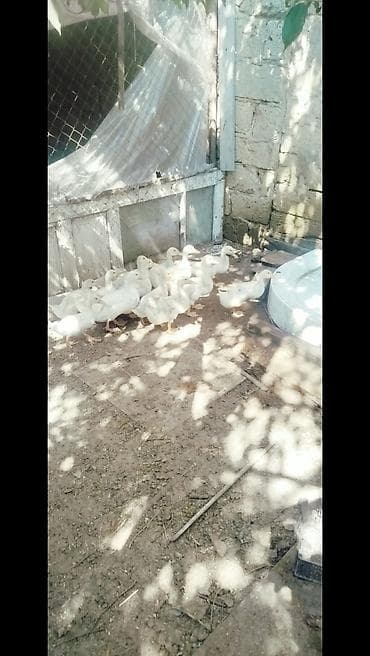 otlar sekilleri: Ağ rəngli ördək balaları - Cins: ehtimalən Pekin tipli ağ ətlik ördək — 5