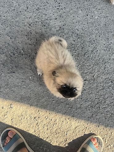 it satislari: Pekines, 2 ay, Dişi, Peyvəndli, Rayonlara çatdırılma — 2