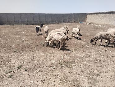 tibet tea: Salam tam saglam 13 bas heyvandir isdeyen elaqe saxlasin — 4