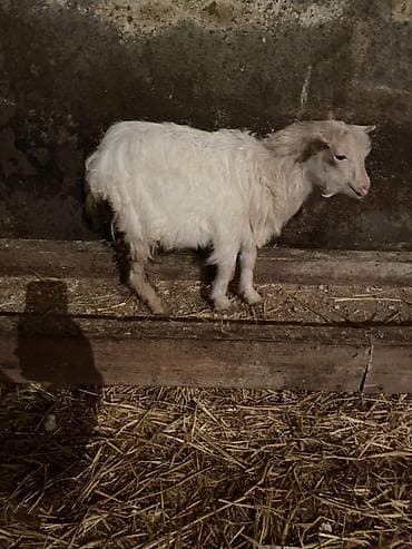 heleb kecisi: 1 erkey 1 dişi . Qiymet 1 denesine aiddi real aliciya cuzi endirim — 4