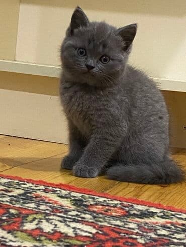 heyvan barınağı: Şotland yastı qulaq, Ünvandan götürmə, Pulsuz çatdırılma, Ödənişli çatdırılma — 10