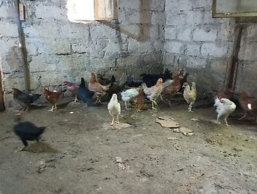 toyuq setqası: Toyuq, Damazlıq, Ünvandan götürmə — 4