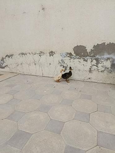 ordək bala: Ördek balalari 2 si 15 manat — 1