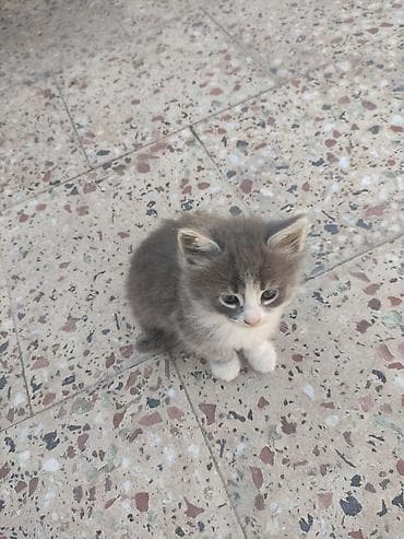 Pişiklər: Yaxşı əllərə — 4