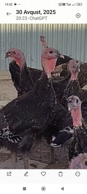 2 ayliq cuceler: Məhsul: Hind quşları (hind toyuqları) Təsvir: - Şəkillərdə qara — 2